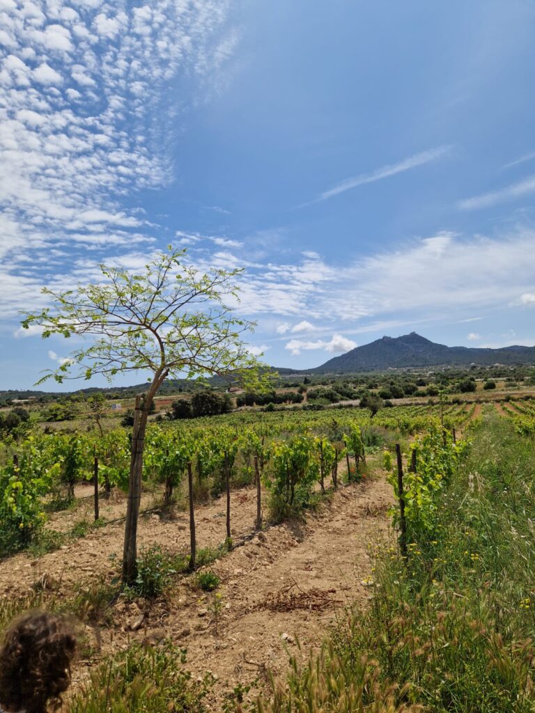 vignes domaines 4 kilos